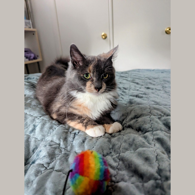 Photo of Muppet