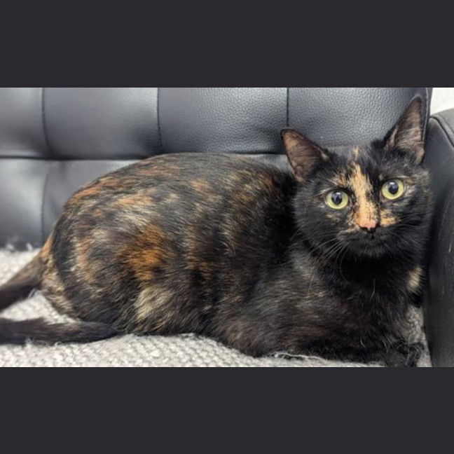 Photo of Nutmeg