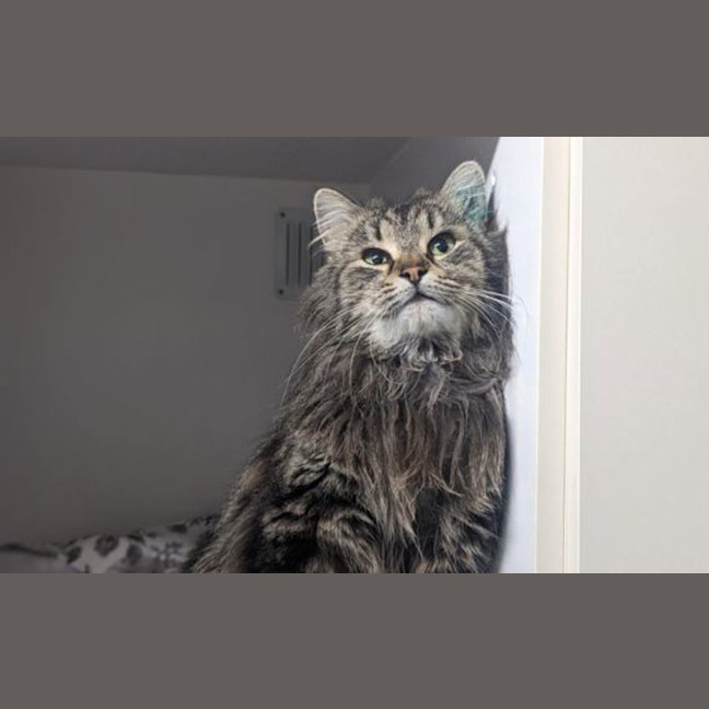 Photo of Peanut