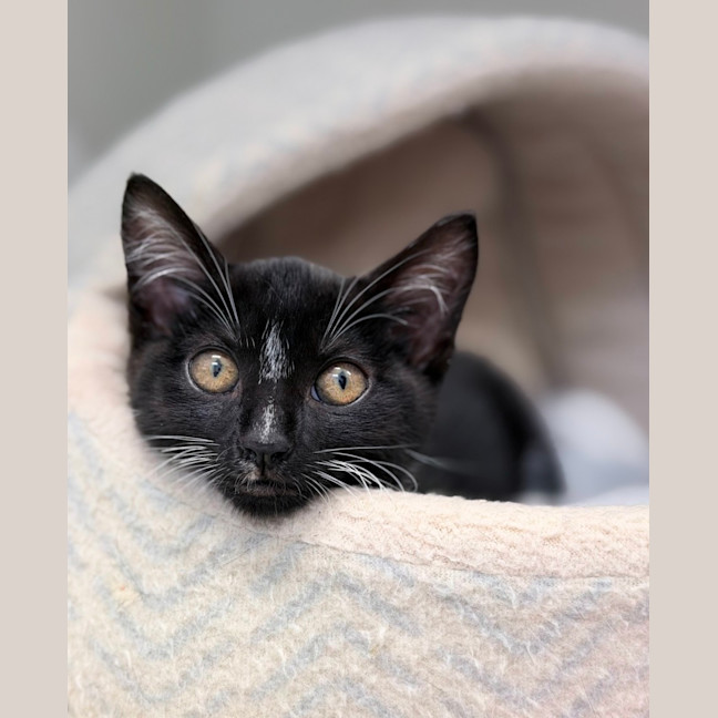 Photo of Maven