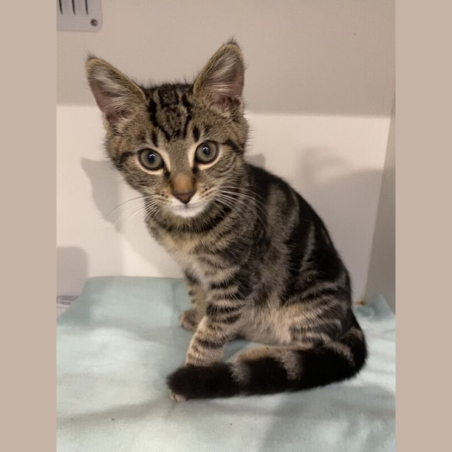 Photo of Stitch