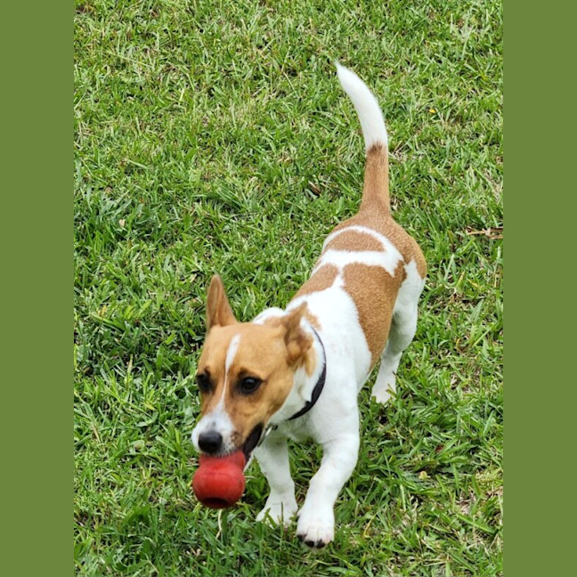 Photo of Louie