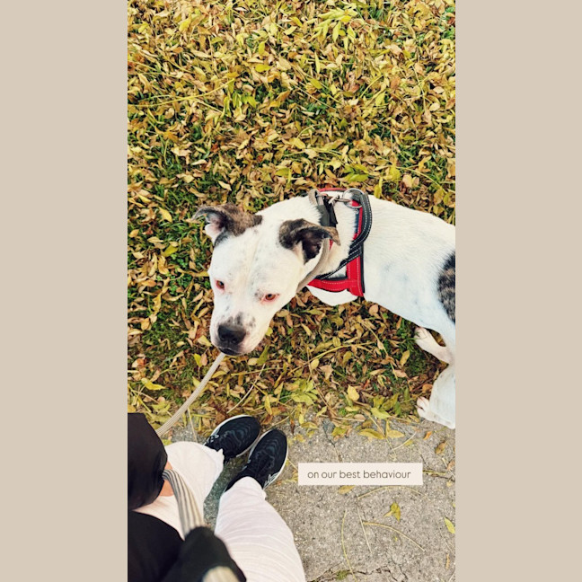 Photo of Nala