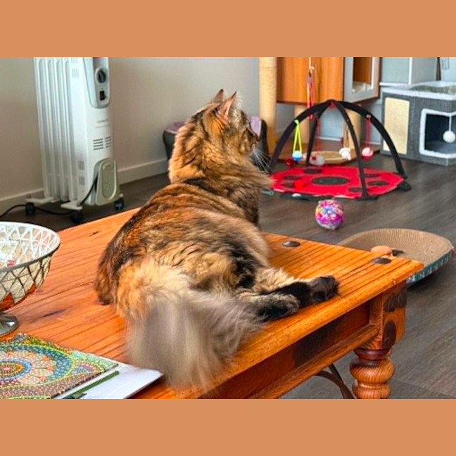 Photo of Missy ** 2nd Chance Cat Rescue **