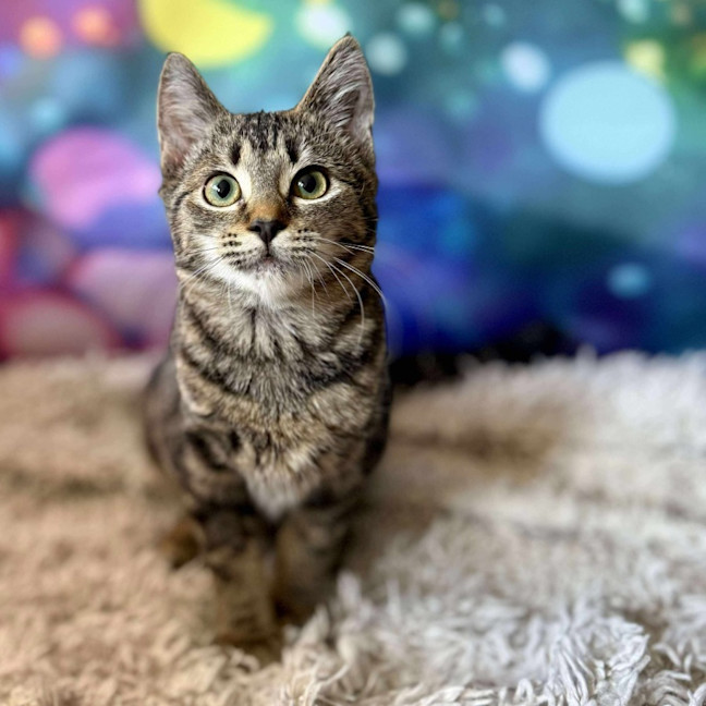 Photo of Victoria (Located In Eltham North) 