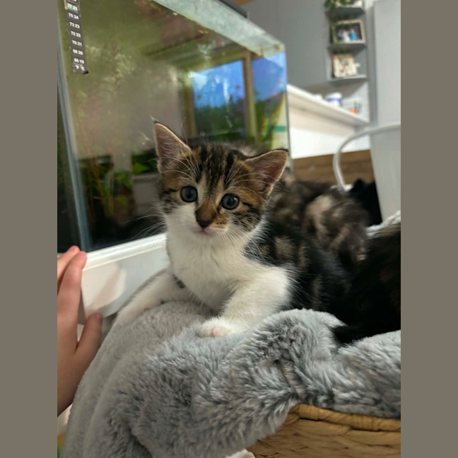 Photo of Missy Meet Me@Petstock Carrum Downs Store