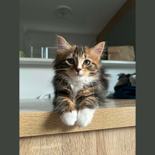 Photo of Gracie Meet Me At Petstock Carrum Downs Store 