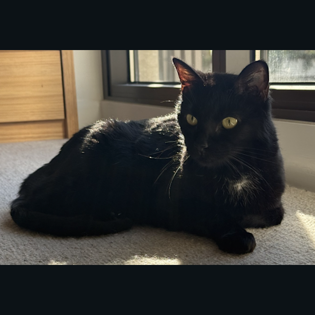 Photo of Boo