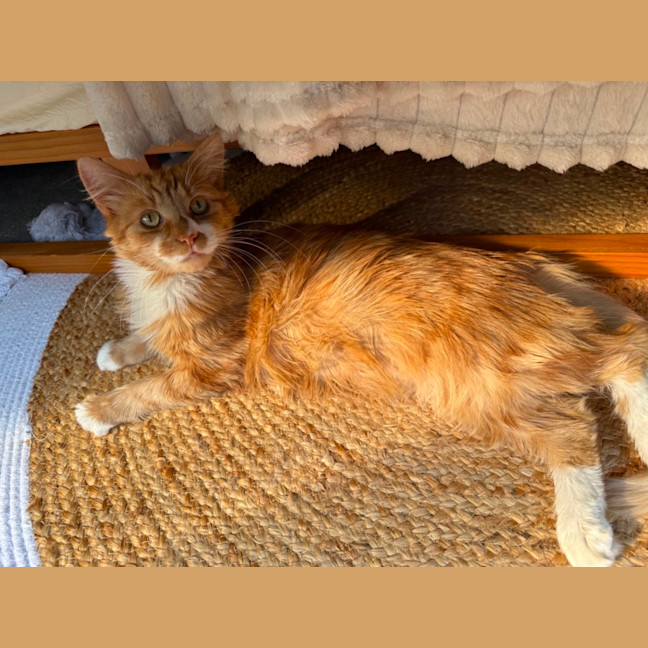 Photo of Sunny The Cuddle Champion