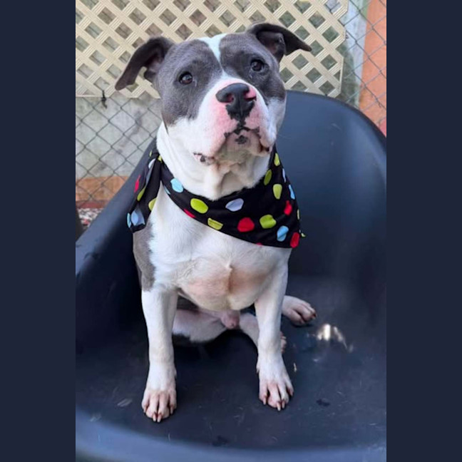 Photo of Tank