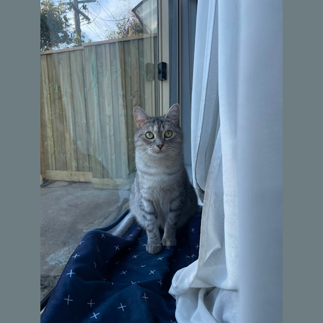 Photo of Bunyip   The Rogue Of The Rescue World! 🐾💥