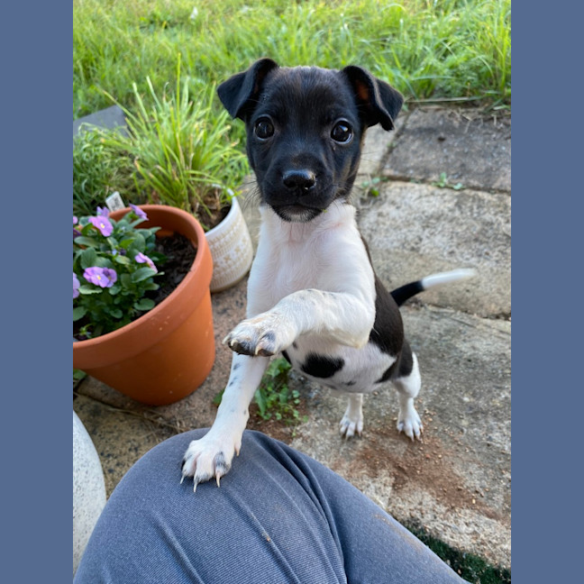 Photo of Sweetpea