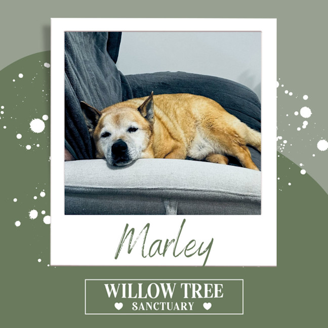 Photo of Marley 