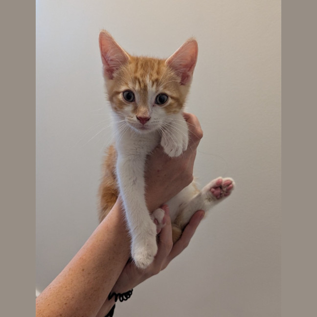 Photo of Stanley Golden