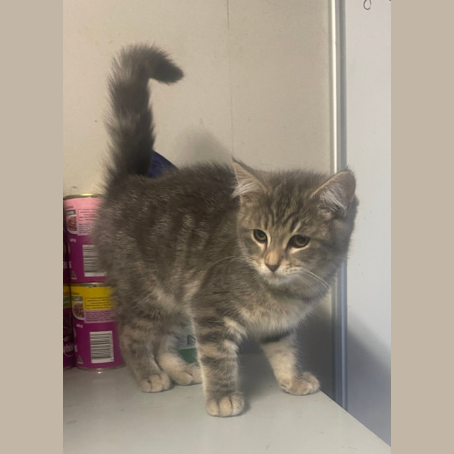 Photo of Elsa
