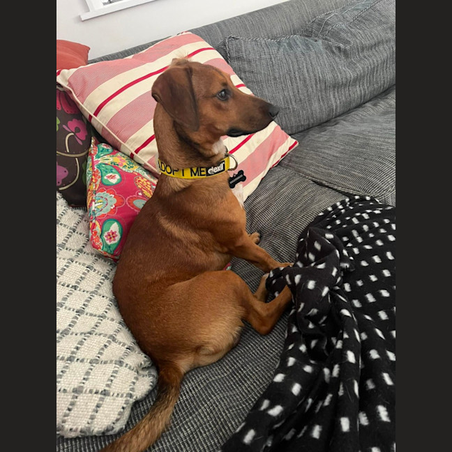 Photo of Bella