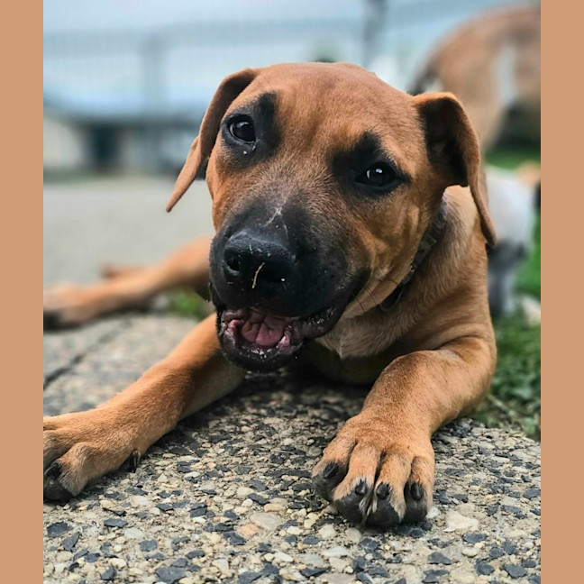 Photo of Dempsey