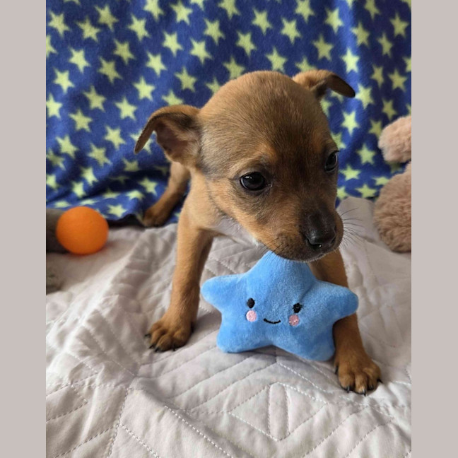 Photo of Indi