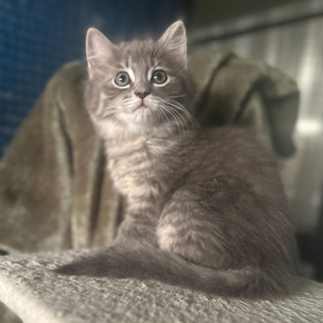 Photo of Dorian, Keegan & Stormy (Available Separately)