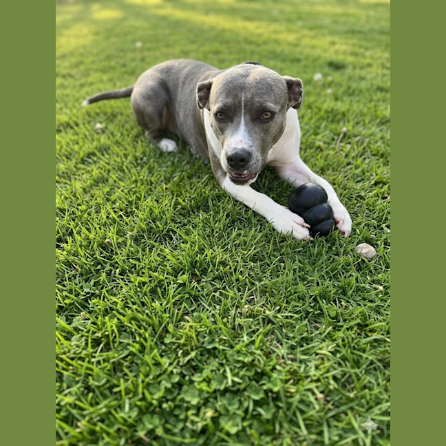 Photo of Hayley *$250 Adoption Fee*