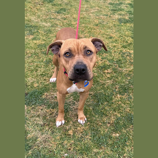 Photo of Taffy *$150 Adoption Fee*