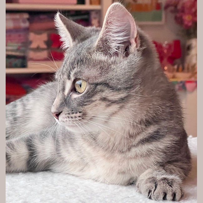 Photo of Ophelia