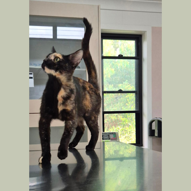 Photo of Reggie (8912)