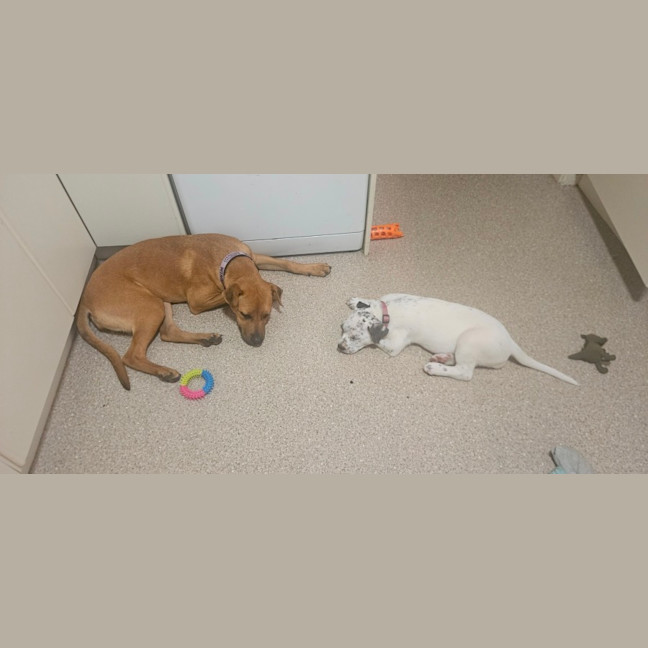 Photo of Sylvia    4 Month Old Cattle Dog
