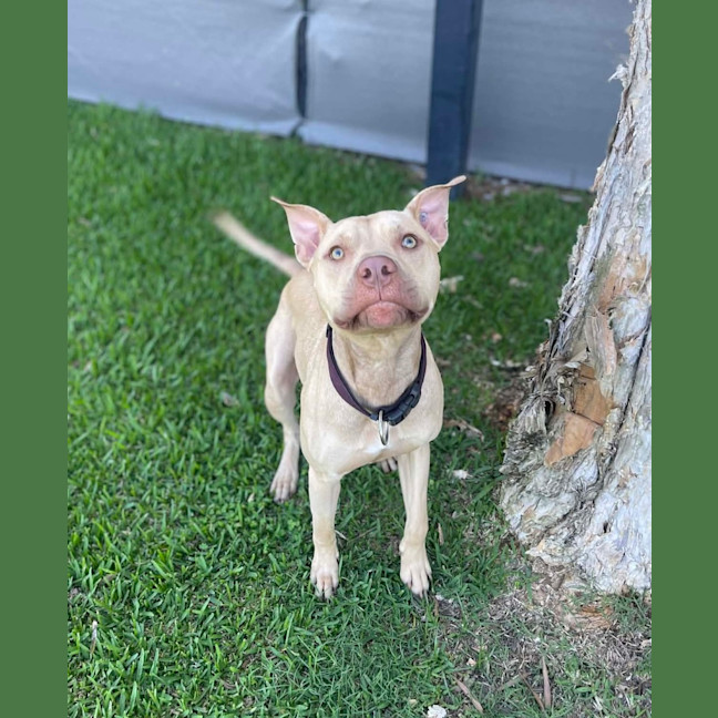 Photo of Rusty