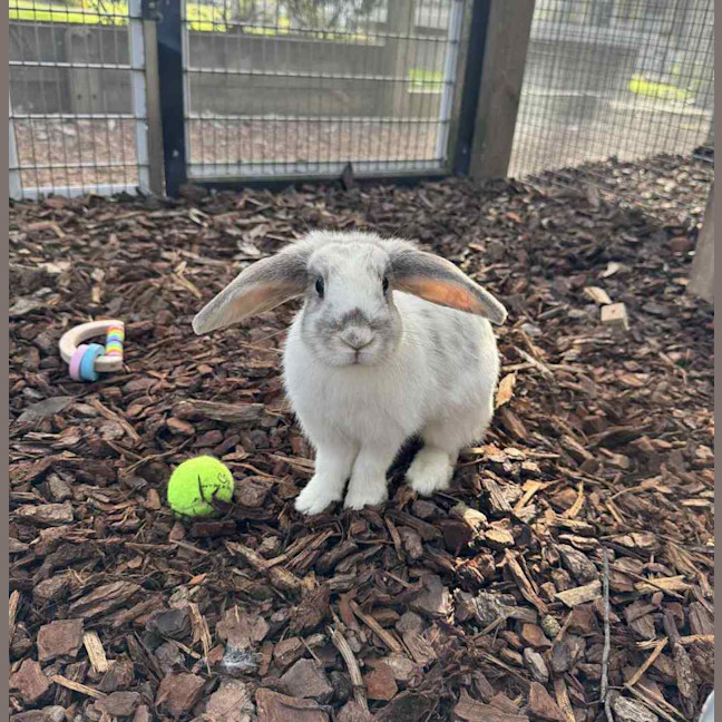 Photo of Aries