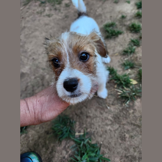 Photo of Tinkerbell Aka Tink