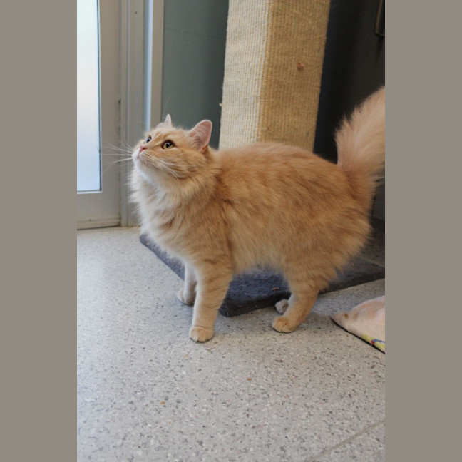 Photo of Amaretto!