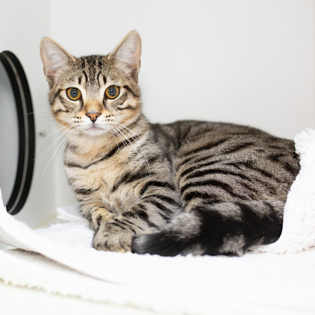 Photo of Pumpernickel