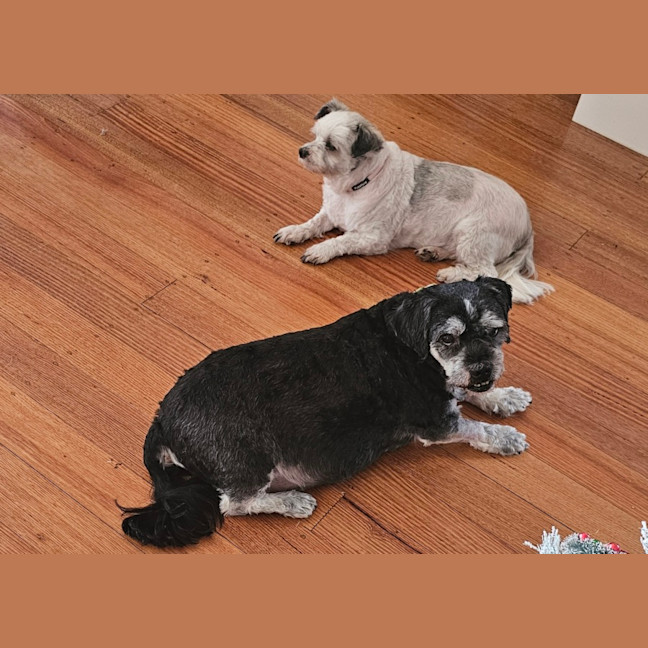 Photo of Sindoo & Bindoo