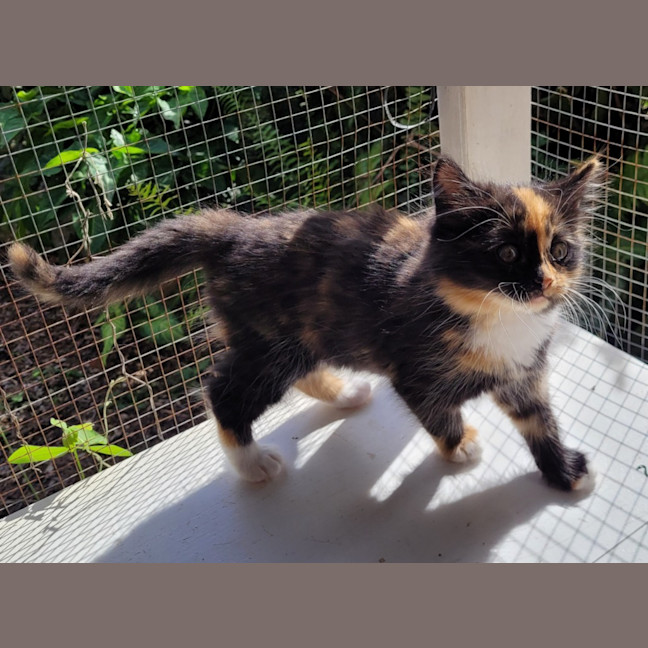 Photo of Violet (K56)