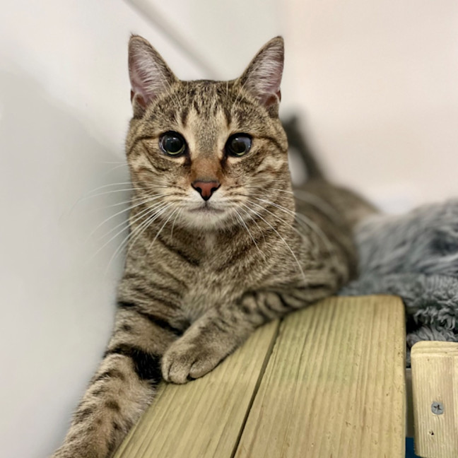 Photo of Tom Tom