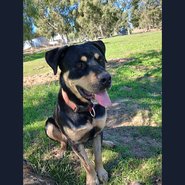 Photo of Jax 