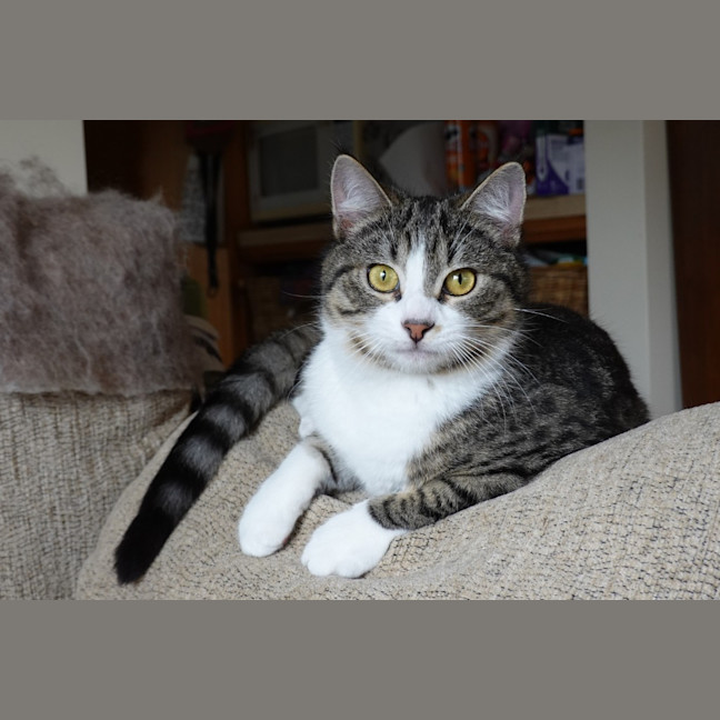 Photo of Toby