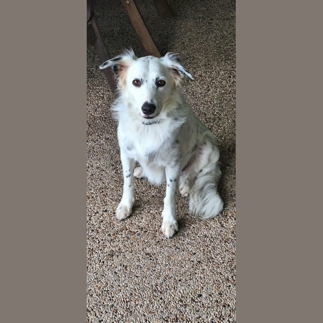 Photo of Smudge