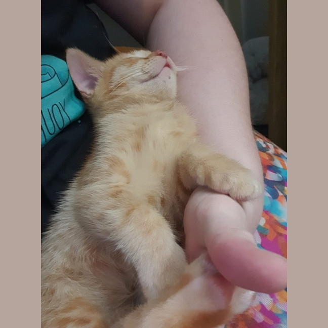 Photo of Pumpkin