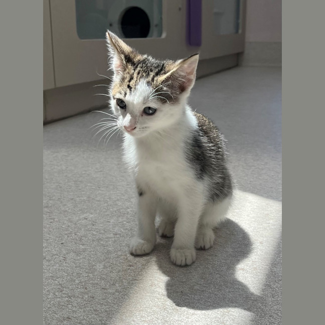 Photo of Mazda (8923)