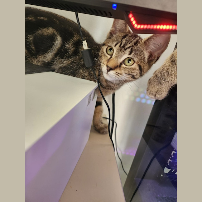 Photo of Misty