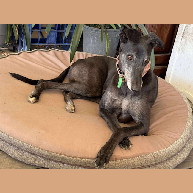 Photo of Chloe, The Greyhound