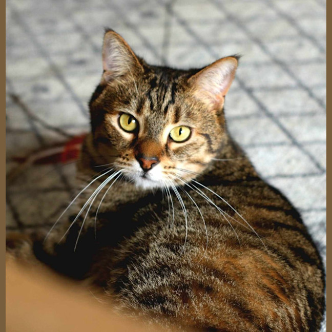 Photo of Jaeger