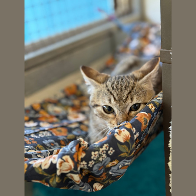 Photo of Minx