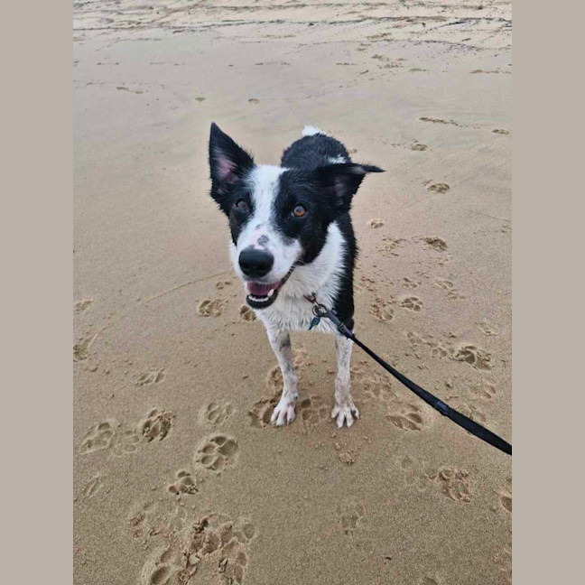 Photo of Dulcie