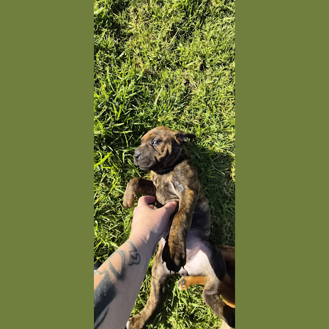 Photo of Yoshi