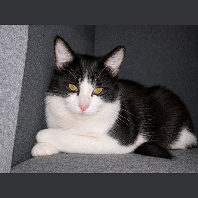 Photo of Paprika