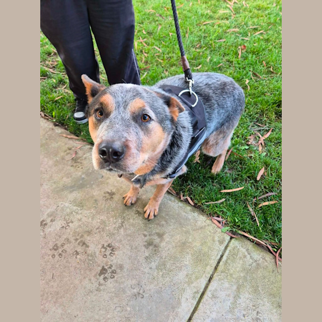 Photo of Patch! 🐨