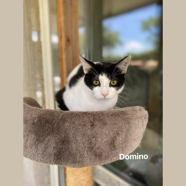 Photo of Domino